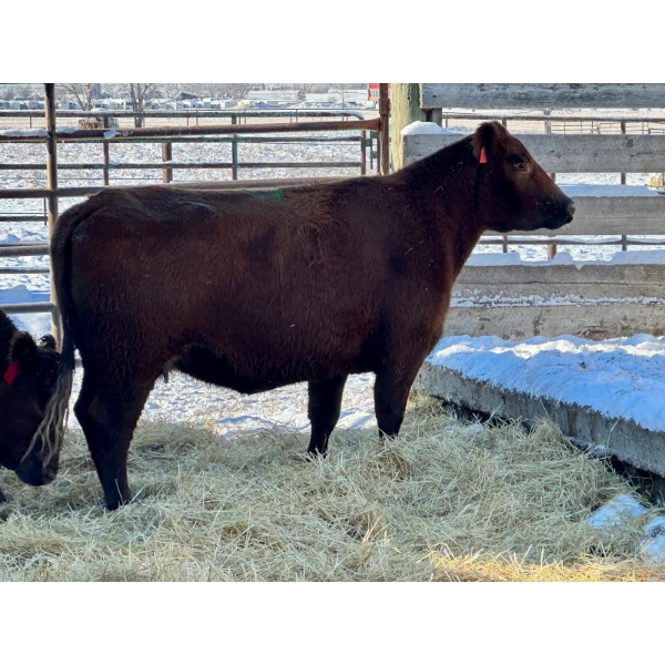 Resch Ranch - 3 Middle-Aged to Younger Cows (Pen 514)