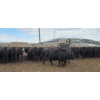 Image 3 : Driland Feeders - 1000# May Delivery Steers - 76 Head (Burdett, AB)