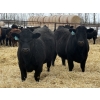 Image 4 : Attema Farms Ltd. - 975# March Delivery Steers - 64 Head (Bentley, AB)