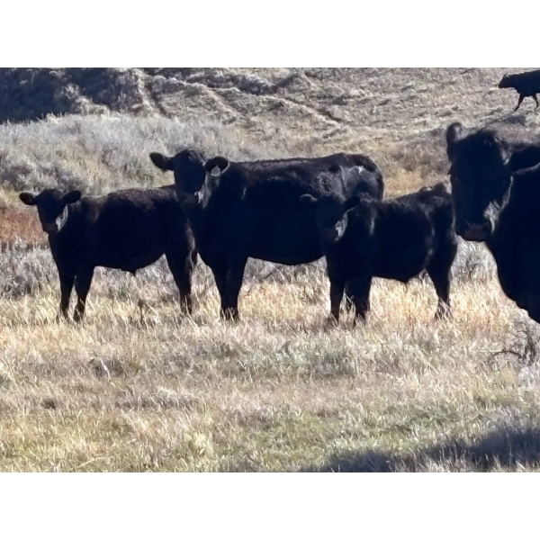 TNT Cattle Co. Ltd. - 530# October Delivery Steer Calves - 220 Head (Elkwater, AB)