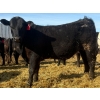 Image 10 : Blandford Farms Ltd. - 930# April/May Delivery Steers - 185 Head (Scandia, AB)