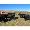 Image 7 : Bircham Ranch - 1025# October Delivery Grass Heifers - 58 Head (Piapot, SK)