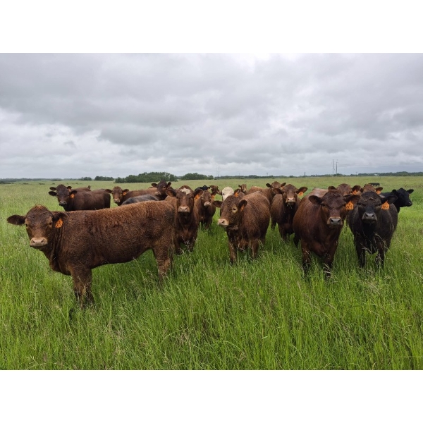 Tyton Farms Ltd. - 960# September Delivery Grass Heifers - 65 Head (Birtle, MB) VBP+