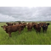 Image 1 : Tyton Farms Ltd. - 960# September Delivery Grass Heifers - 65 Head (Birtle, MB) VBP+