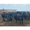 Image 5 : Hines Ranching Co. Ltd. - 1020# September Delivery Grass Heifers - 240 Head (Lloydminster, AB)