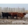 Image 4 : Long Haul Farms - 40 Exotic X April/May Calving Bred Cows (Steinbach, MB)