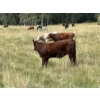 Image 12 : John Bland - 860# September Grass Heifers - 125 Head (Rimbey, AB)