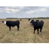 Image 4 : Edgar's Custom Farming Ltd. - 1025# October Delivery Grass Heifers - 104 Head (Elkhorn, MB)