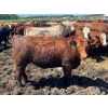 Image 13 : Lenny Brubacher - 1165# July Delivery Steers - 104 Head (Winnipegosis, MB)