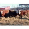 Image 2 : Birkenhagen Farms - 840# Weaned Steers - 68 Head (Carrot Creek, AB) VBP+