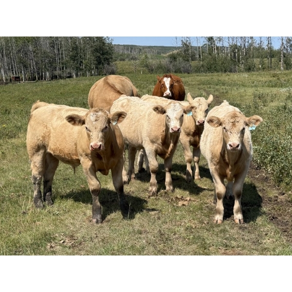 Patton Ranches Ltd. - 675# October Delivery Steer Calves - 90 Head (Maycroft, AB)