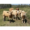 Image 1 : Patton Ranches Ltd. - 675# October Delivery Steer Calves - 90 Head (Maycroft, AB)
