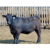 Image 5 : PSV Farms Ltd. - 875# June/July Delivery Heifers - 71 Head (Enchant, AB)
