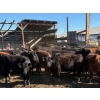 Image 11 : Alan Fridlington - 730# May Delivery Heifers - 162 Head (Kersley, BC)