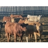Image 5 : Westview Feeders - 850# October Delivery Heifers - 140 Head (Monarch, AB)