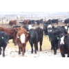 Image 6 : Brock & Garett Thompson - 720# April Delivery Steers - 83 Head (Carnduff, SK) VBP+