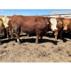 Image 6 : Birch Island Land & Cattle - 1050# May Delivery Steers - 114 Head (Rhein, SK)