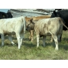 Image 4 : Cluny Colony - 635# October Delivery Heifer Calves - 70 Head (Cluny, AB)
