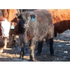 Image 8 : Bezan Cattle Corporation - 675# April Delivery Steers - 80 Head (Midale, SK)