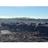Image 3 : 6U Cattle Company - 880# June Delivery Heifers - 71 Head (Manning, AB)