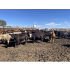 Image 7 : South Ridge Simmentals - 730# Sept/Oct Yearling Heifers - 180 Head (Monarch, AB)