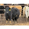 Image 4 : JG Larson Livestock (V-V) - 720# April Delivery Heifers - 78 Head (Jenner, AB) VBP+