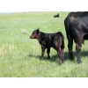 Image 6 : Circus Coulee Cattle - 550# November Delivery Steer Calves - 100 Head (Dorothy, AB)