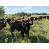 Image 24 : Sheldon Reimer - 940# September Delivery Grass Heifers - 325 Head (Cromer, MB)