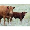 Image 5 : Darren Wagner - 550# November Delivery Steer Calves - 100 head (Leader, SK)