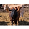 Image 5 : Rob Mossey - 920# May Delivery Steers - 60 Head (Vauxhall, AB)