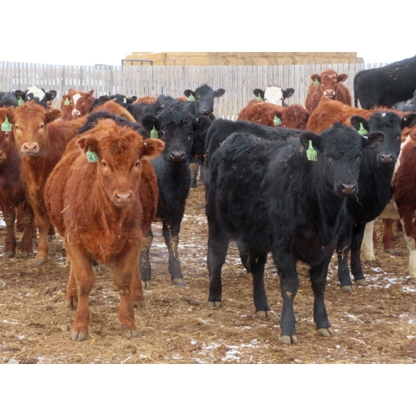 Hebert Livestock Ventures - 665# March Delivery Heifers - 120 Head (Wawota, SK) VBP+