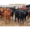 Image 1 : Hebert Livestock Ventures - 665# March Delivery Heifers - 120 Head (Wawota, SK) VBP+