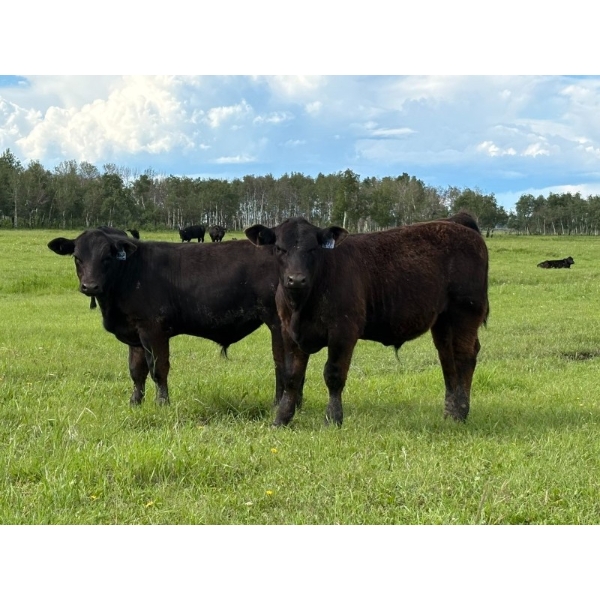 Bar 27 Stock Farm - 720# September Delivery Steer Calves - 85 Head (Spruce View, AB) VBP+