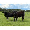 Image 1 : Bar 27 Stock Farm - 720# September Delivery Steer Calves - 85 Head (Spruce View, AB) VBP+