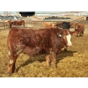 Image 14 : Stahlville Colony - 960# January Delivery Steers - 188 Head (Rockyford, AB)