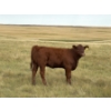 Image 9 : Evans Family (Gary, Carla & Keith) - 585# November Delivery Heifer Calves - 85 Head (Bassano, AB)