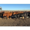 Image 4 : Poplarview Stock Farm - 875# November Delivery Grass Heifers - 140 Head (Pipestone, MB)