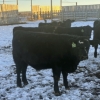 Image 4 : Hawk Ranching - 875# February Weaned Steers - 72 Head (Nanton, AB)