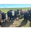 Image 9 : Jay Be Acres Ltd. - 950# July Delivery Grass Heifers - 62 Head (Deloraine, MB)