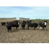 Image 6 : Cunningham Cattle Co. - 900# June Delivery Heifers - 55 Head (Sundre, AB)