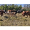 Image 8 : Farming Valley Ranch (Ben Tateson) - 540# November Delivery Heifer Calves - 100 Head (Cereal, AB)