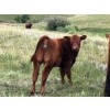 Image 9 : Ed & Connie Gammie - 495# December Delivery Steer Calves - 120 Head (Handhills, AB)