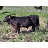 Image 7 : Sugarloaf Ranch Ltd. - 650# Oct/Nov Delivery Steer Calves - 93 Head (Kamloops, BC) VBP+