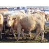 Image 6 : Frank Martens - 24 Tan/Silver Char X Bred Heifers (Theodore, SK)