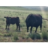 Image 15 : Garvin Kostal - 625# November Delivery Steer Calves - 95 Head (Spring Valley, SK)