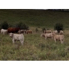 Image 3 : Lindy Greig - 535# Sept/Oct Delivery Heifer Calves - 37 Head (Nanton, AB)