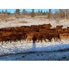 Image 6 : CL Ranches Ltd. - 500# December Weaned Heifers - 110 Head (Cochrane, AB) VBP+