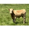 Image 15 : MacMillan Farming Co. - 575# July Delivery Steer Calves - 210 Head (Cayley, AB) VBP+