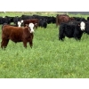 Image 2 : Kingsclere Ranch - 570# October Delivery Steer Calves - 100 Head (Parson, BC)