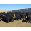 Image 2 : Downie Lake Colony - 860# March Delivery Heifers - 350 Head (Maple Creek, SK)